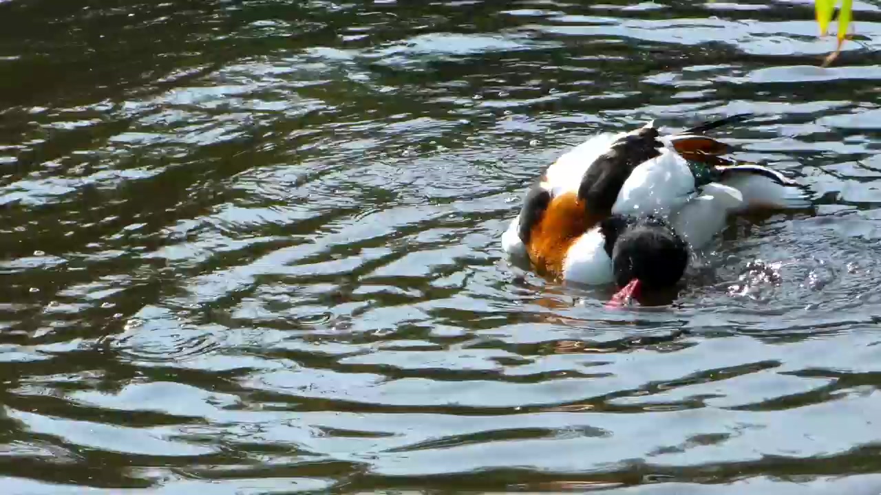 Duck getting wet in the lake, water, animal, lake, bird, and duck