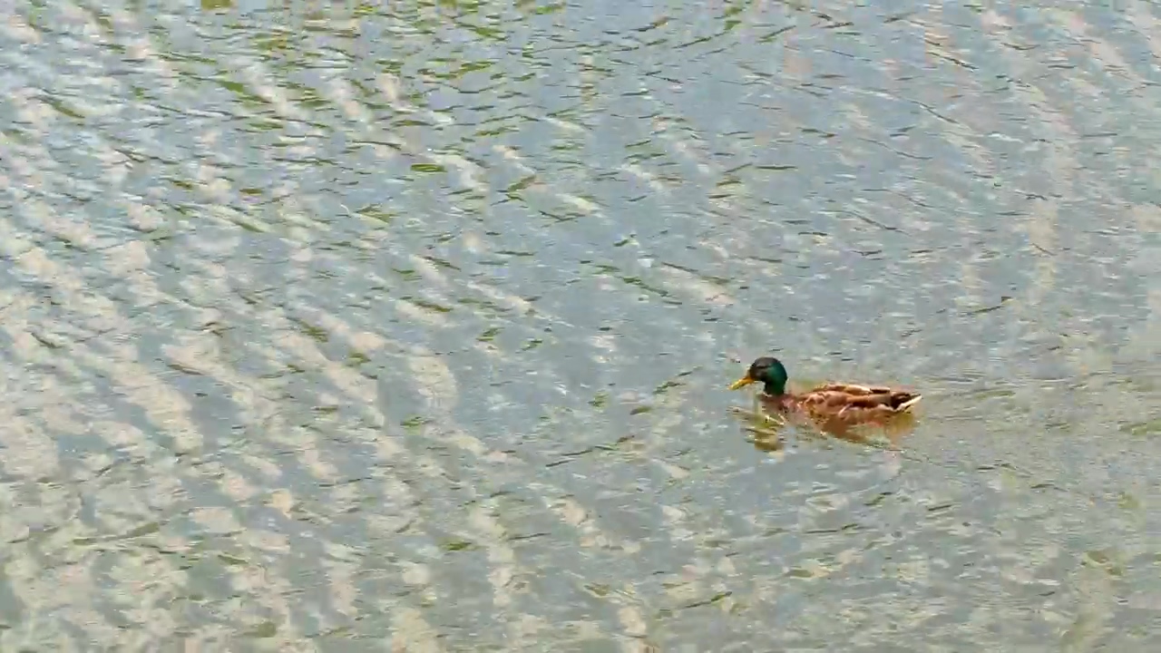 Duck swimming upstream, animal, wildlife, lake, bird, wild, zoo, and duck