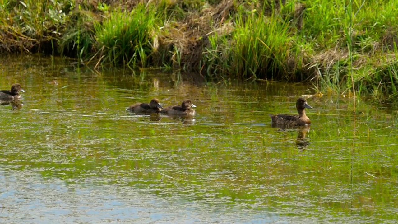 Duck with ducklings in the lake, animal, wildlife, lake, duck, and duckling