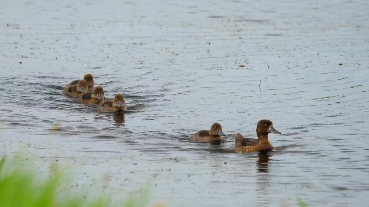 Duck with ducklings swimming in the lake, water, animal, wildlife, lake, and duckling