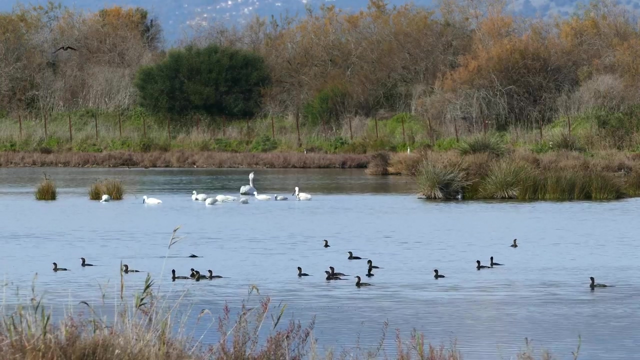 Ducks and swans in a lake #animal #wildlife #lake #duck #swan #biodiversity