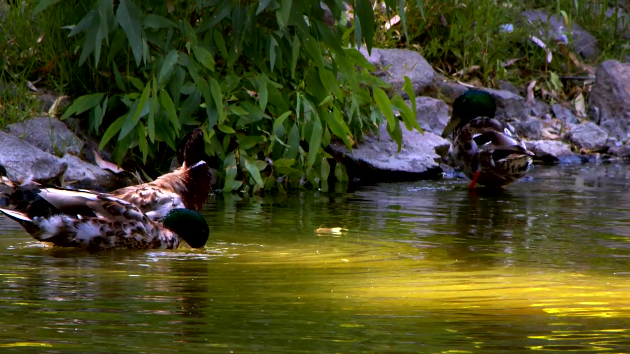 Ducks drinking water in a lake, water, lake, bird, birds, and duck