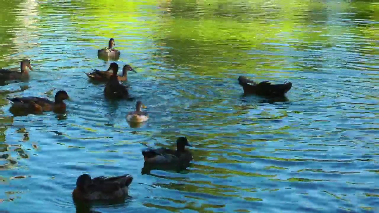 Ducks having fun in a lake, animal, lake, park, duck, and swan