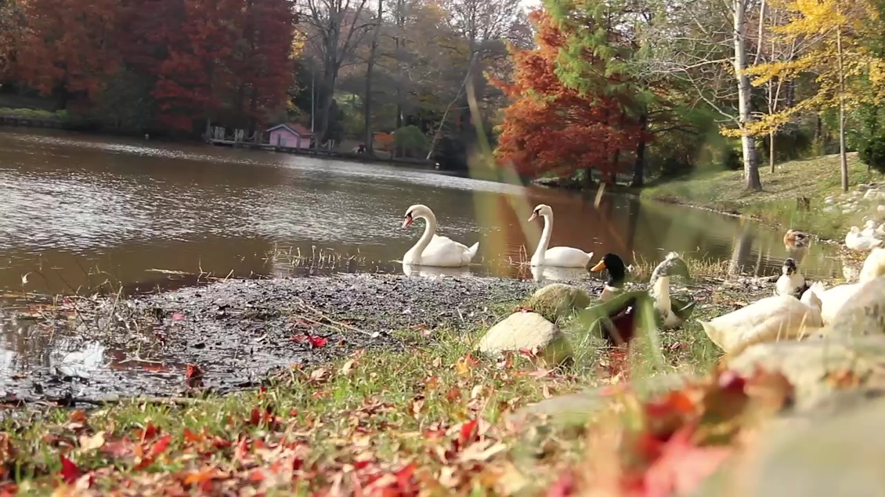 Ducks near a river in an autumn forest, forest, wildlife, river, park, and duck