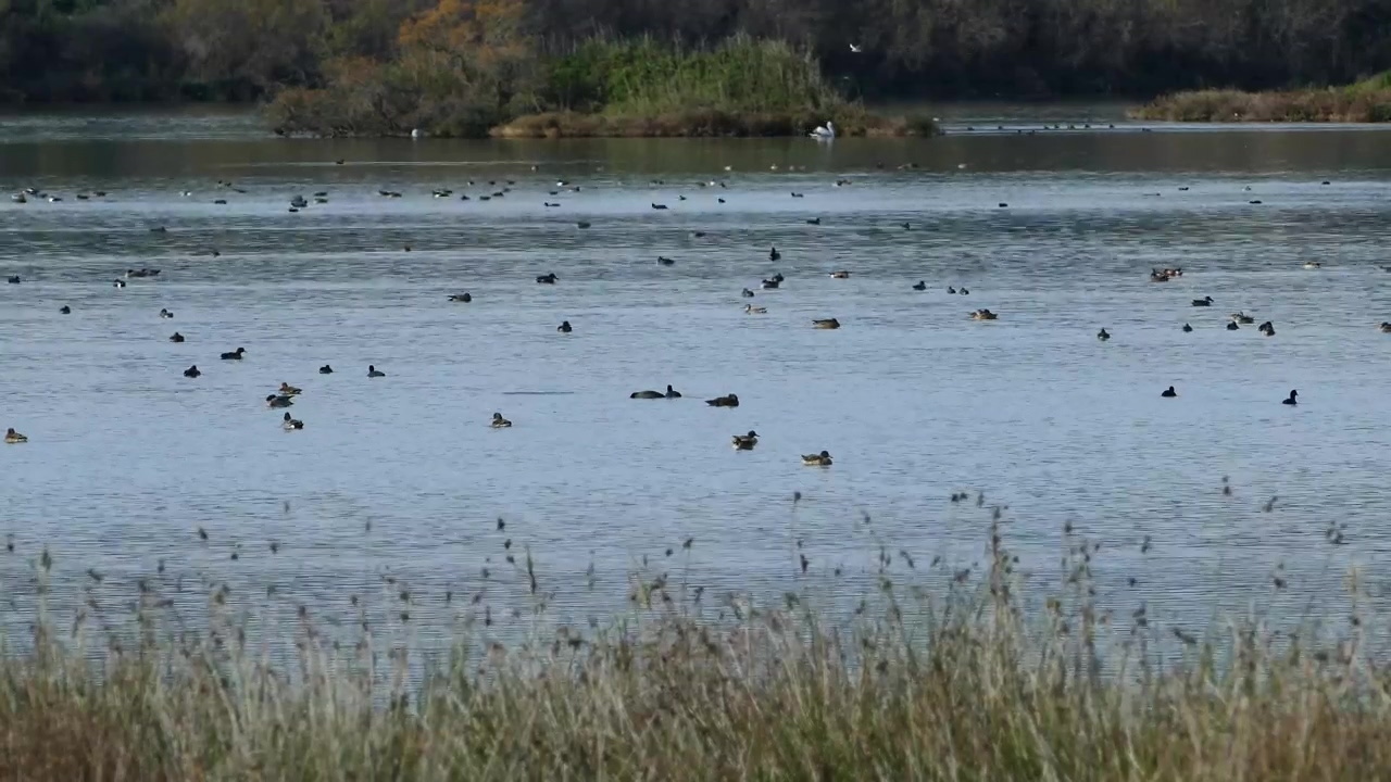 Ducks swimming in a big lake, animal, wildlife, lake, duck, and biodiversity