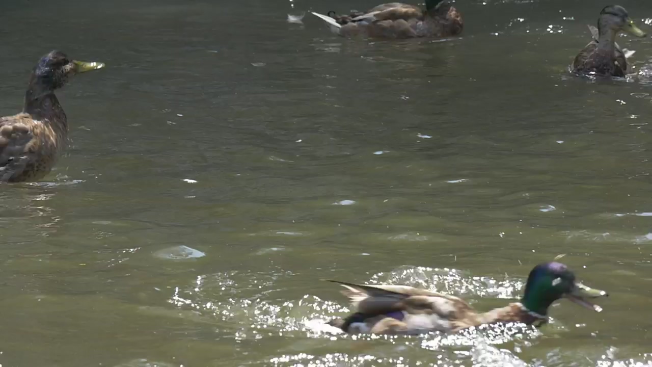 Ducks swimming in the water of a lake, wildlife, lake, wild, and duck