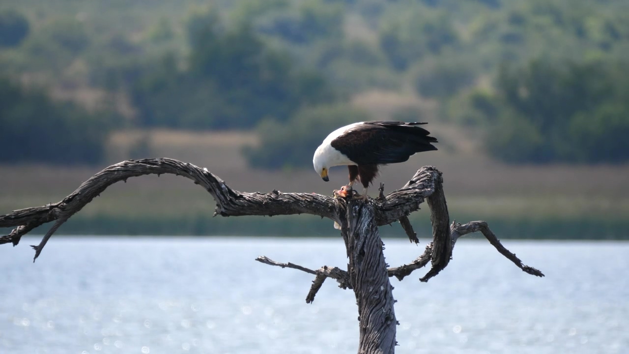 Eagle eats a fish in the lake #animal #wildlife #lake #bird #eating #satisfying #eagle #bald eagle