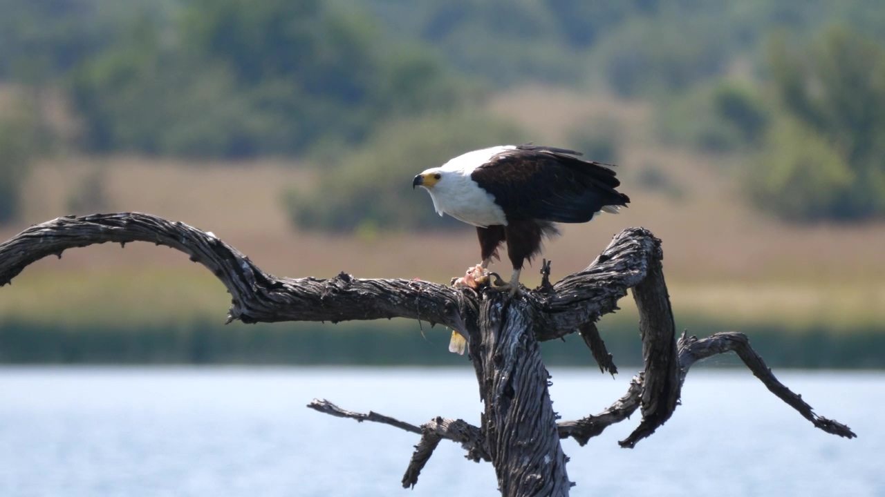 Eagle eats a fish on a tree branch, animal, wildlife, lake, africa, satisfying, eagle, and bald eagle