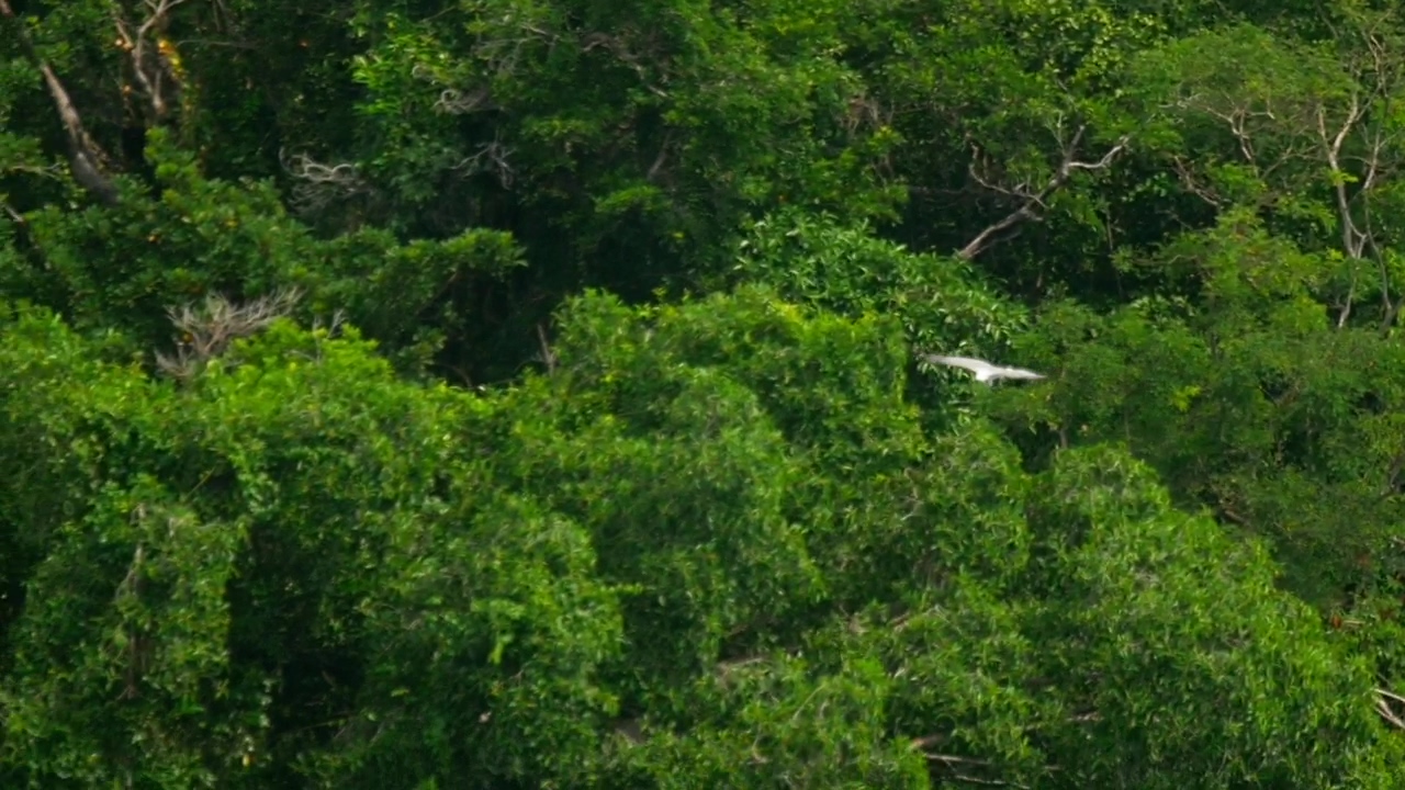 Eagle flying high above the tree tops, animal, wildlife, tropical, and eagle