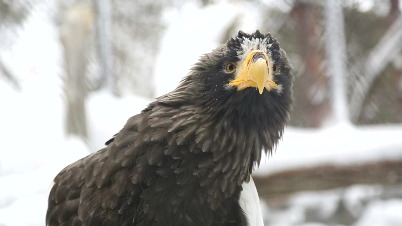 Eagle in the snow closeup facing the camera #animal #winter #snow #wildlife #bird #eagle #bald eagle