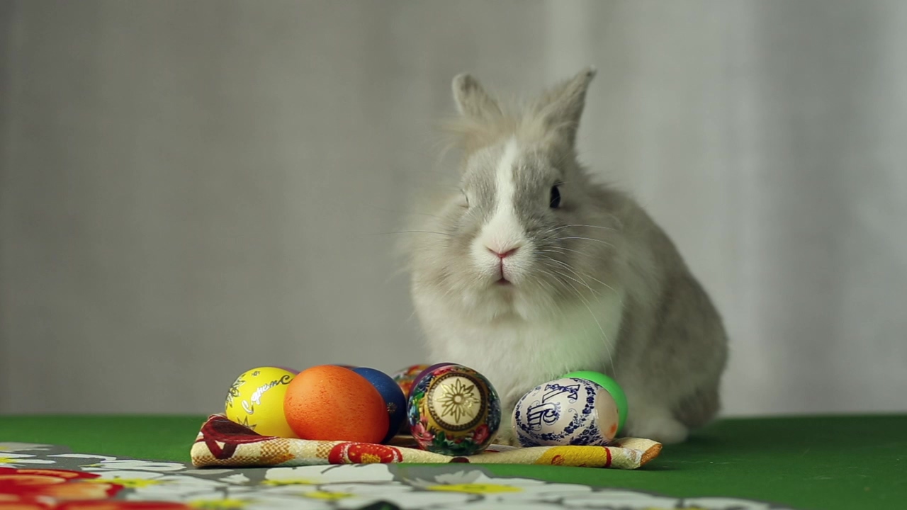Easter bunny sits behind eggs, holiday, easter egg, easter bunny, eggs, and rabbit