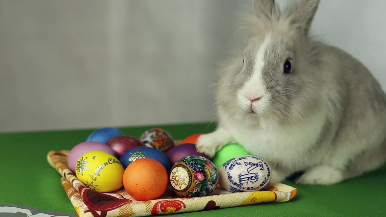 Easter rabbit next to colourful easter eggs, color, easter egg, easter bunny, eggs, and rabbit