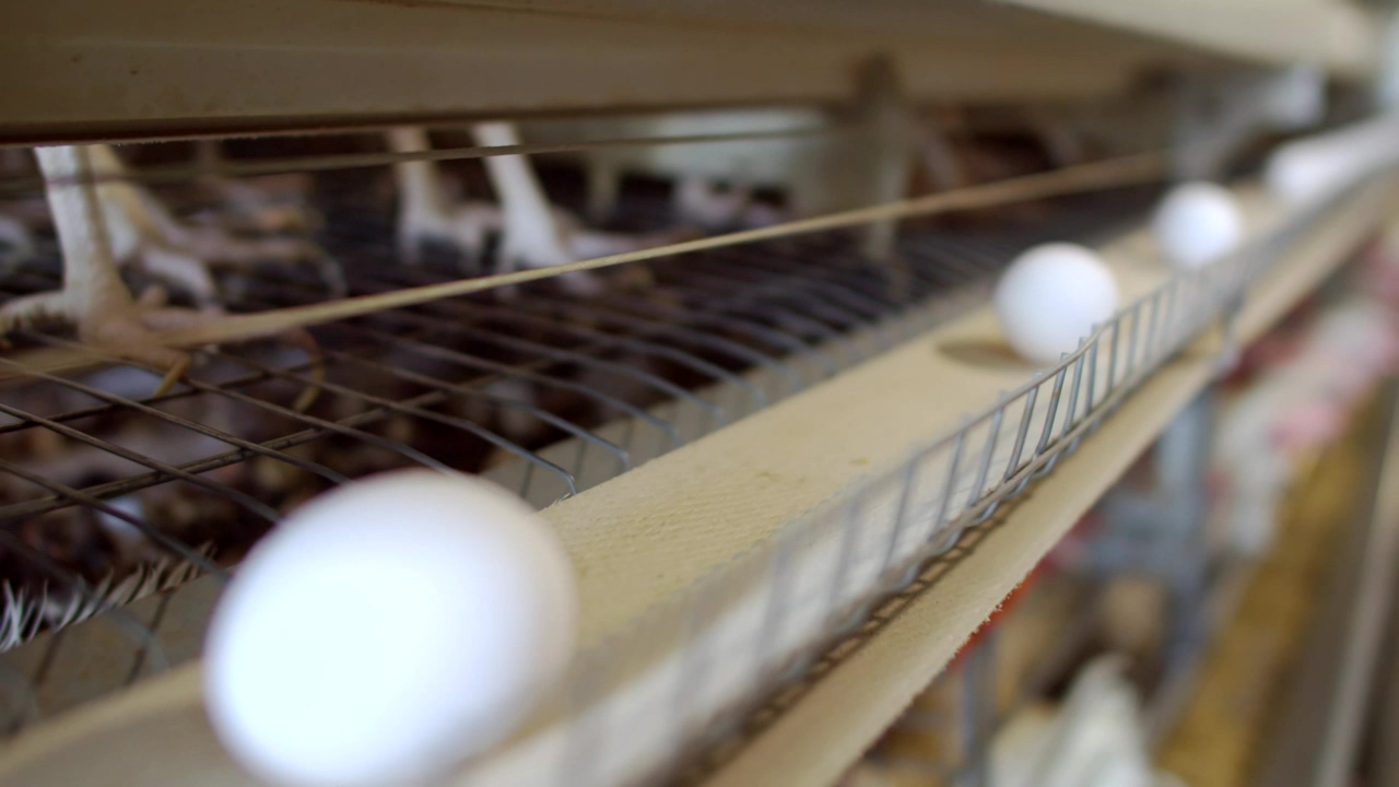 Eggs being processed on a conveyor belt at a farm #agriculture #chicken #eggs #shells