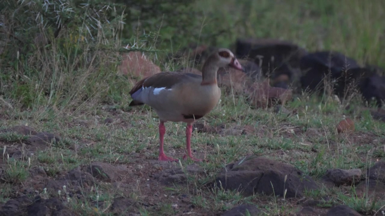 Egyptian goose grazing in the ground, animal, wildlife, bird, and goose
