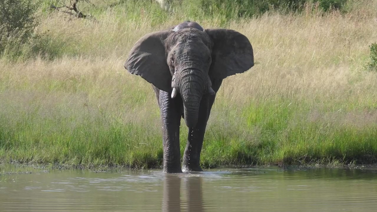 Elephant drinking from a lake, animal, wildlife, lake, and elephant