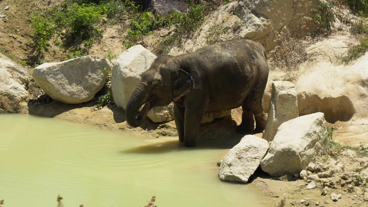 Elephant drinking water with its trunk on the shore of a lake in the savanna, on a sunny day