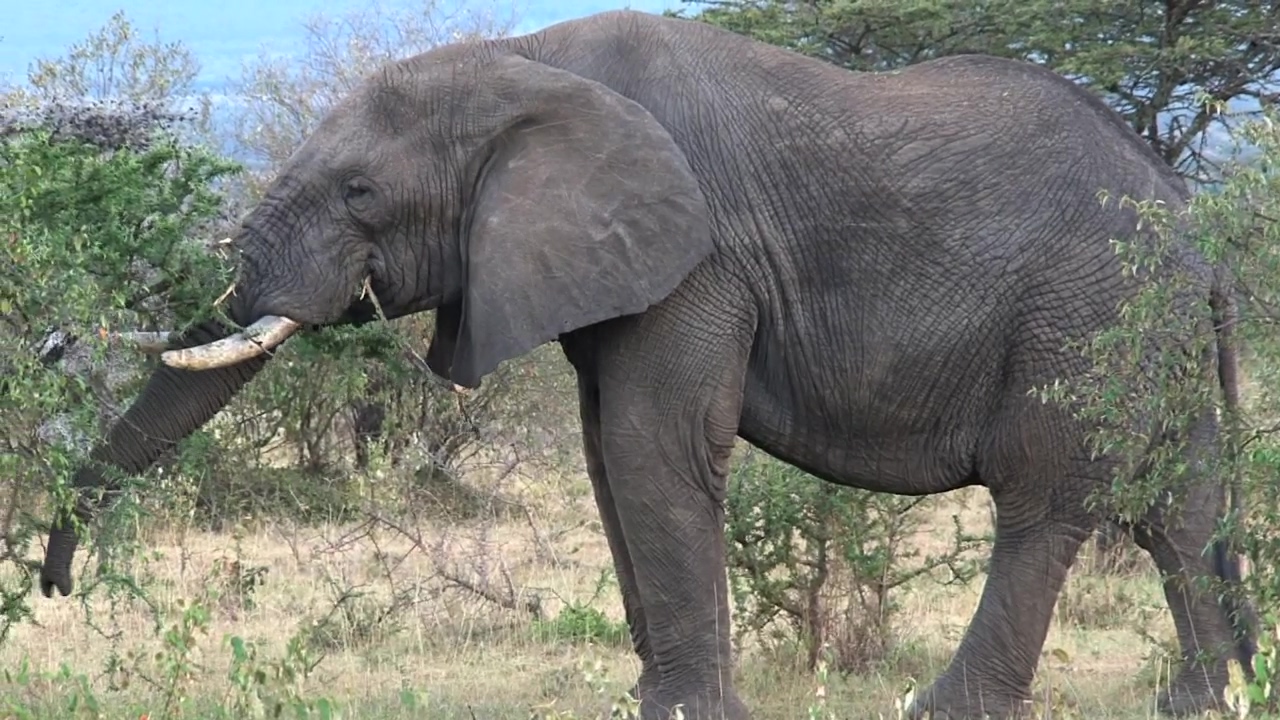 Elephant eating leaves, animal, wildlife, safari, and elephant