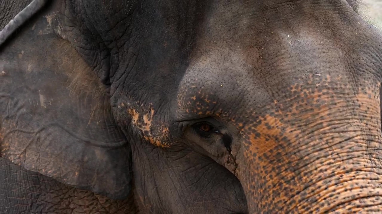 Elephant face closeup, animal, wildlife, africa, african, and elephant