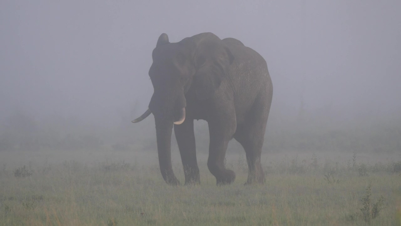 Elephant grazing on a misty savanna, animal, wildlife, mist, savanna, and elephant