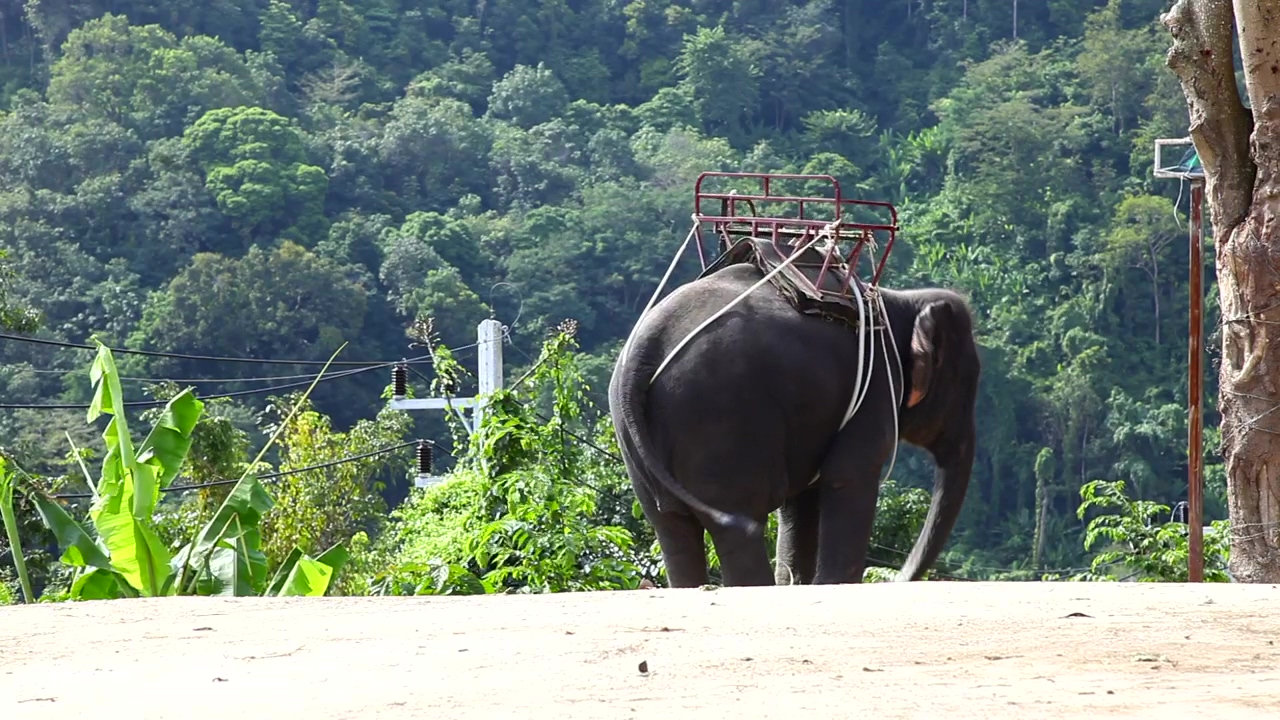 Elephant moving with rhythm, animal, wildlife, and elephant