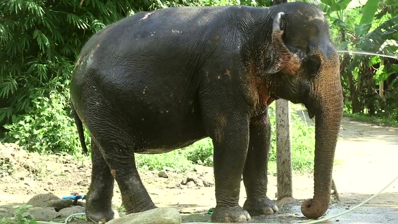 Elephant taking a bath, animal, wildlife, africa, african, and elephant
