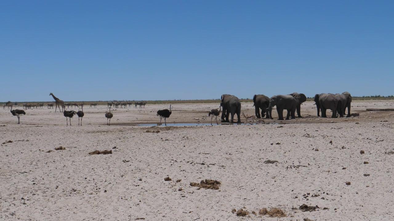 Elephants and ostrich around a small waterhole #wildlife #dry #elephant #climate change
