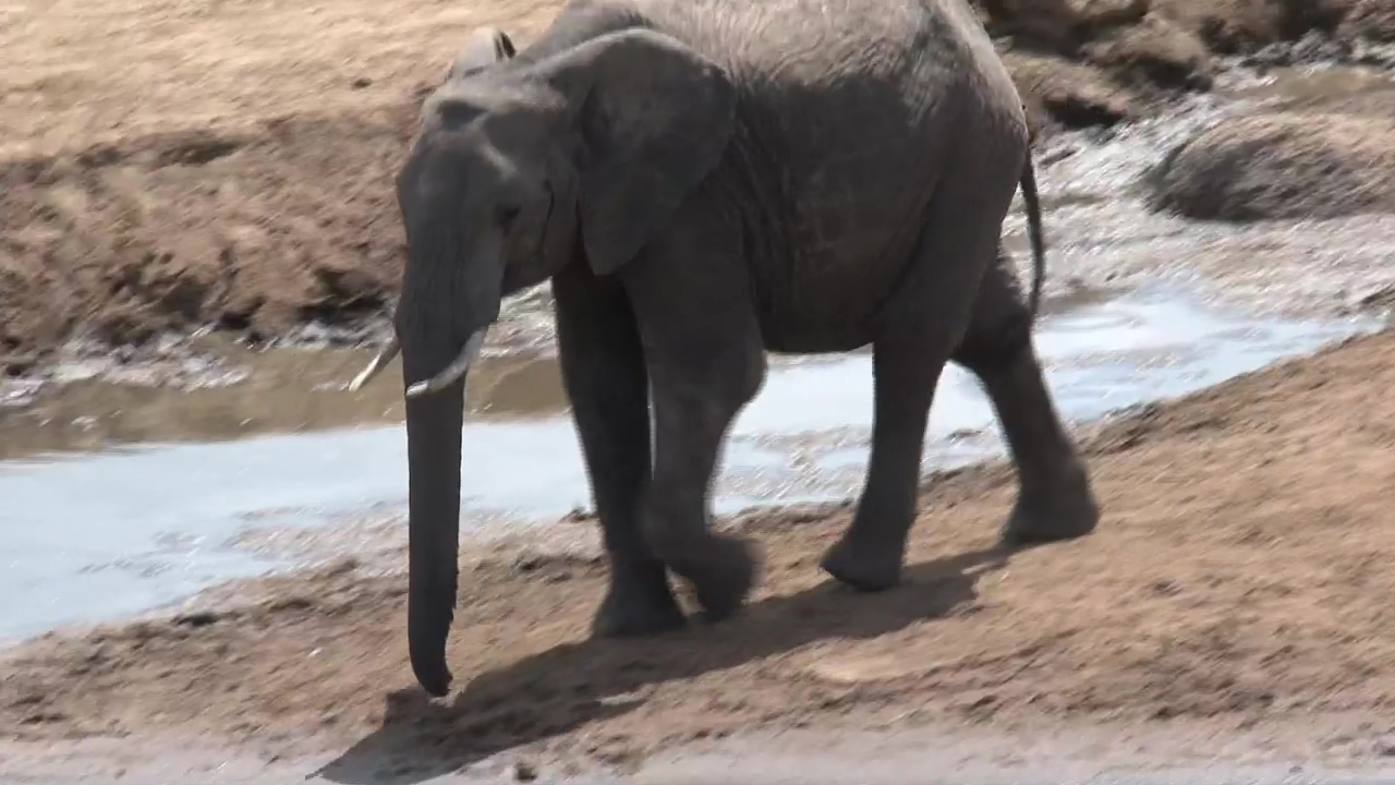 Elephants at a watering hole #water #drinking #safari #elephant