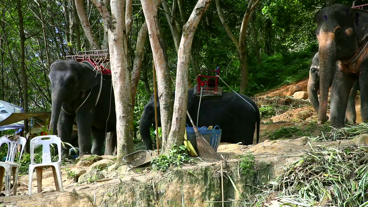 Elephants eating plants, animal, wildlife, and elephant
