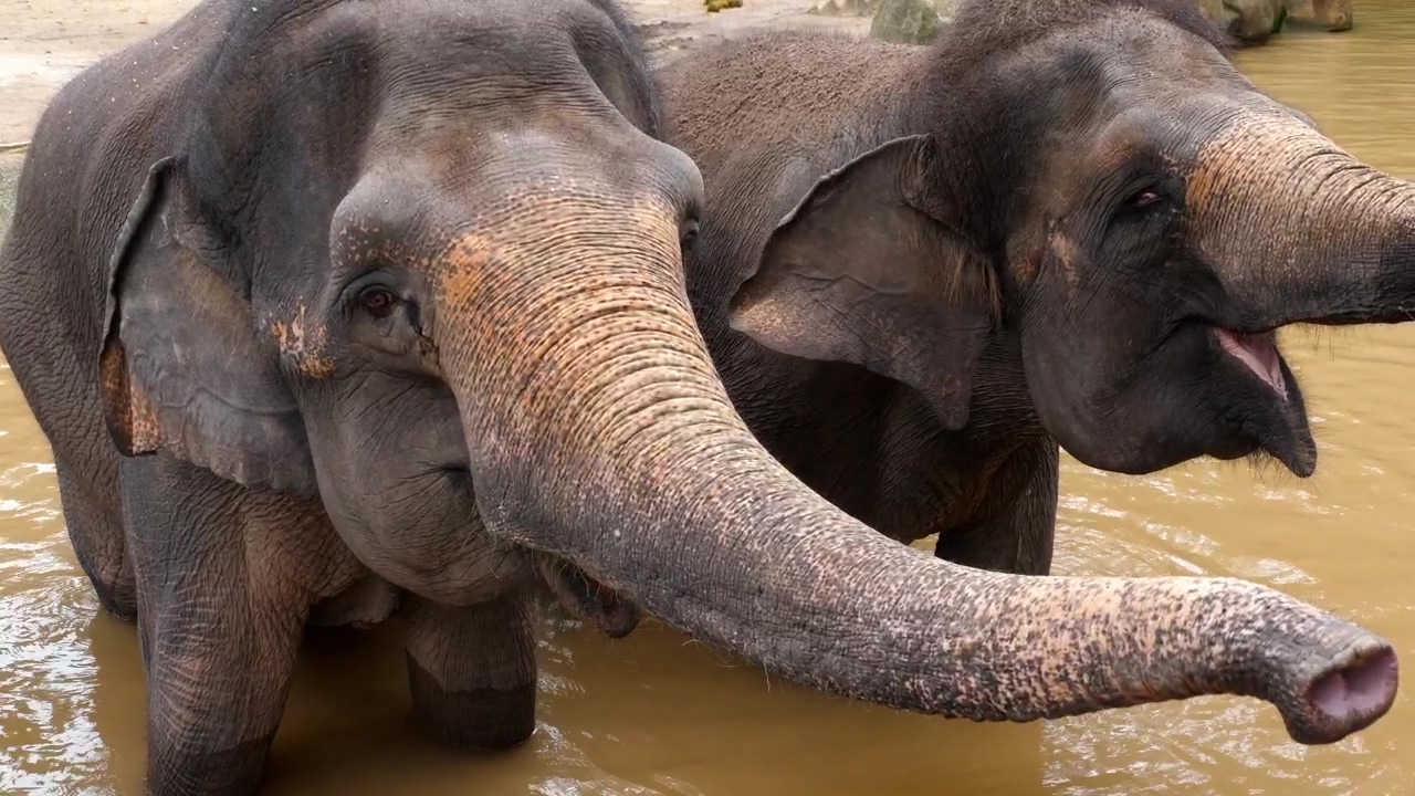 Elephants enjoying the water, animal, wildlife, africa, african, and elephant
