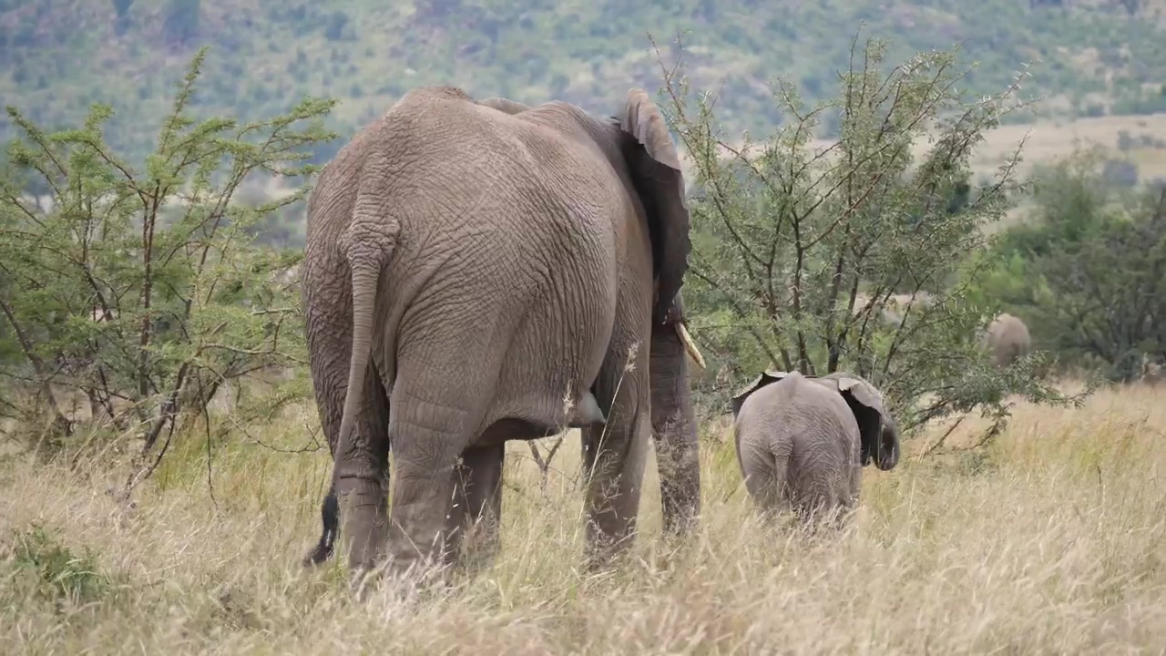 Elephants in tall grass, wildlife, grass, safari, and elephant