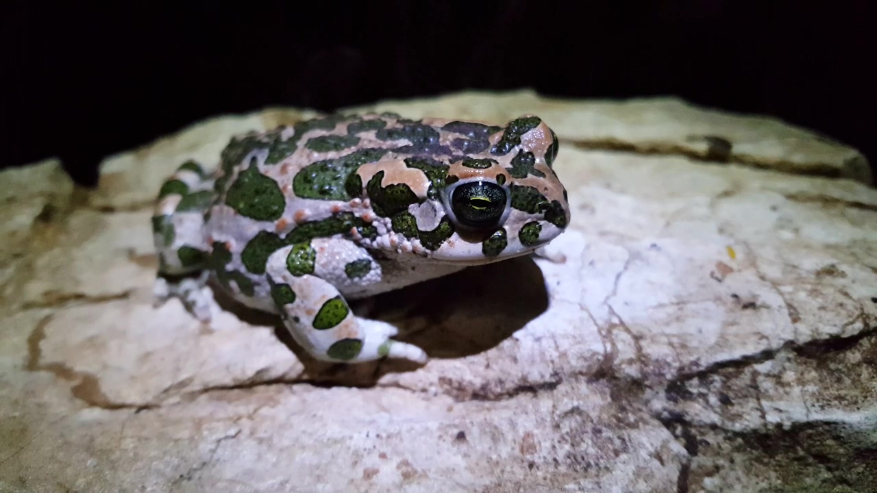 European green toad winks #animal #wildlife #frog #wink