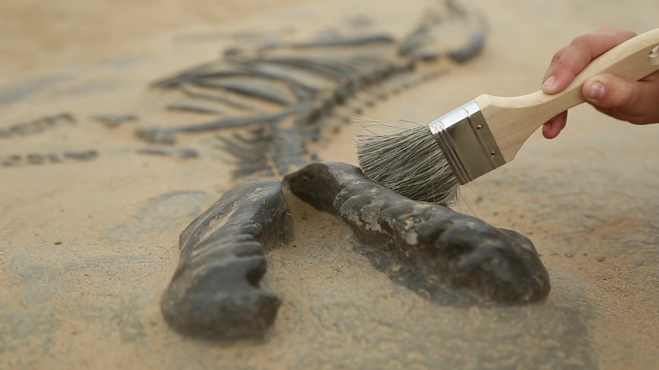 Excavating dinosaur bones with a brush, sand, brush, bones, digger, and dinosaur