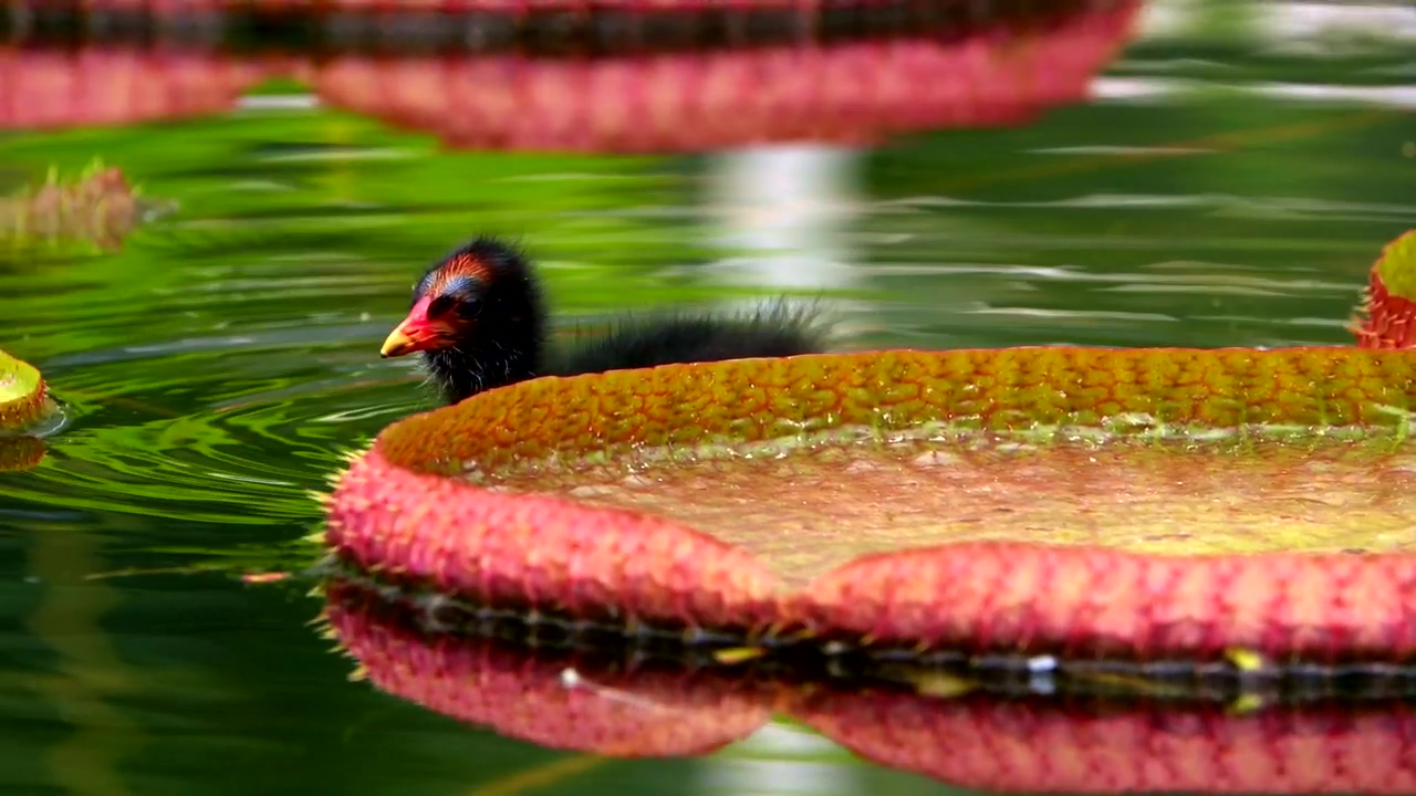 Exotic bird swimming among lotus flowers in a lake #nature #wildlife #lake #bird #lotus