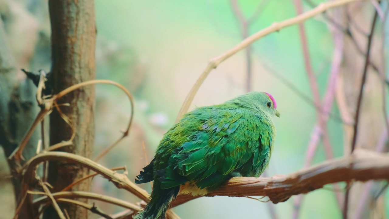 Exotic bright green bird resting in a tree, bird, birds, parrot, and cockatiel