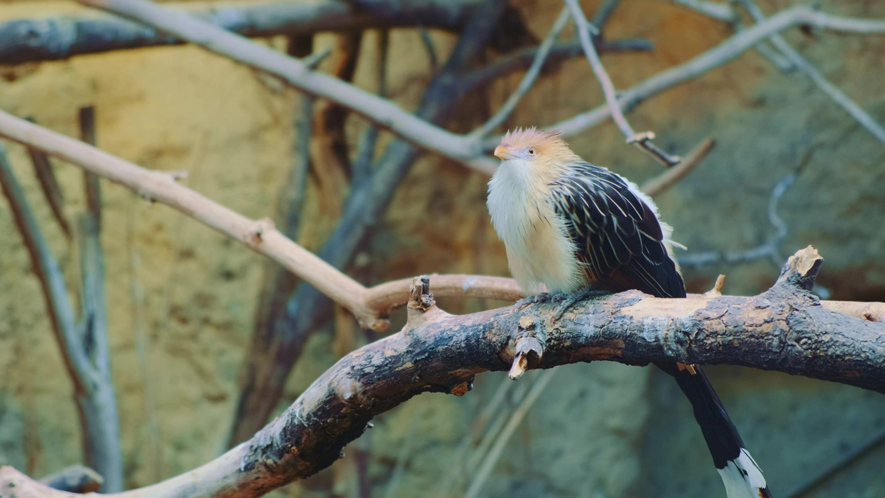 Exotic tropical bird sitting on a branch #bird #zoo #birds #cockatiel