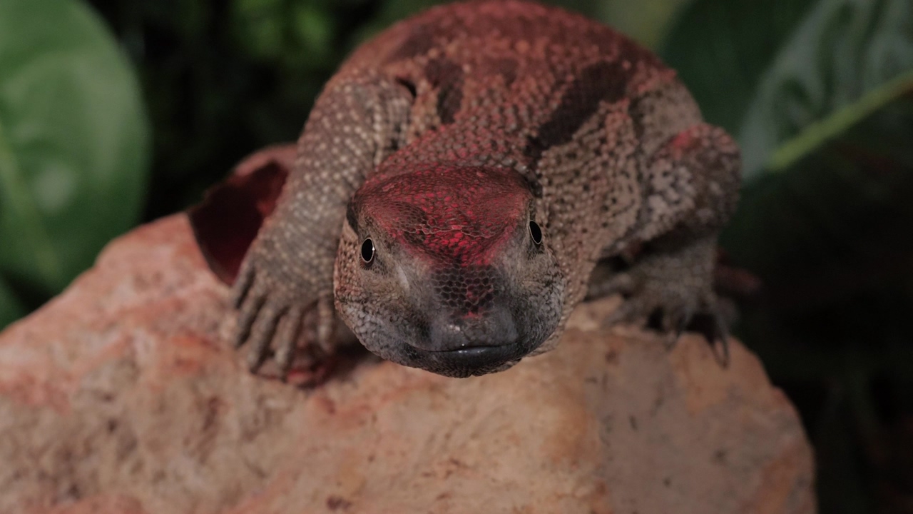 Expectant reptile on a rock moves slowly while sticks out its tongue