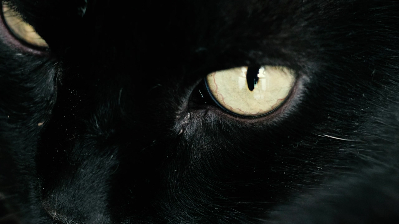 Extreme close-up of a black cat blinking yellow eyes