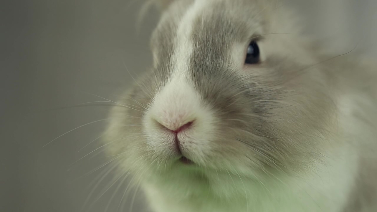 Face of a grey soft rabbit, animal, pet, easter bunny, soft, and rabbit