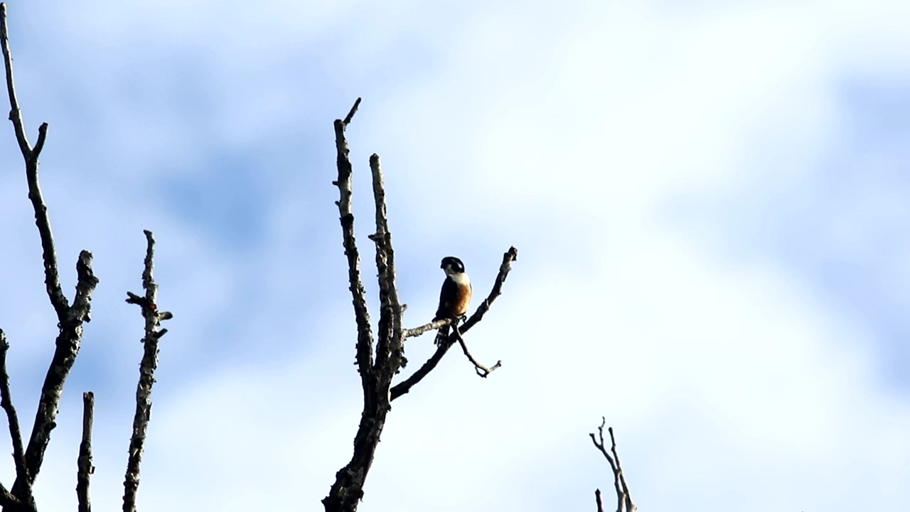 Falconet perched in a tree, nature, wildlife, and bird