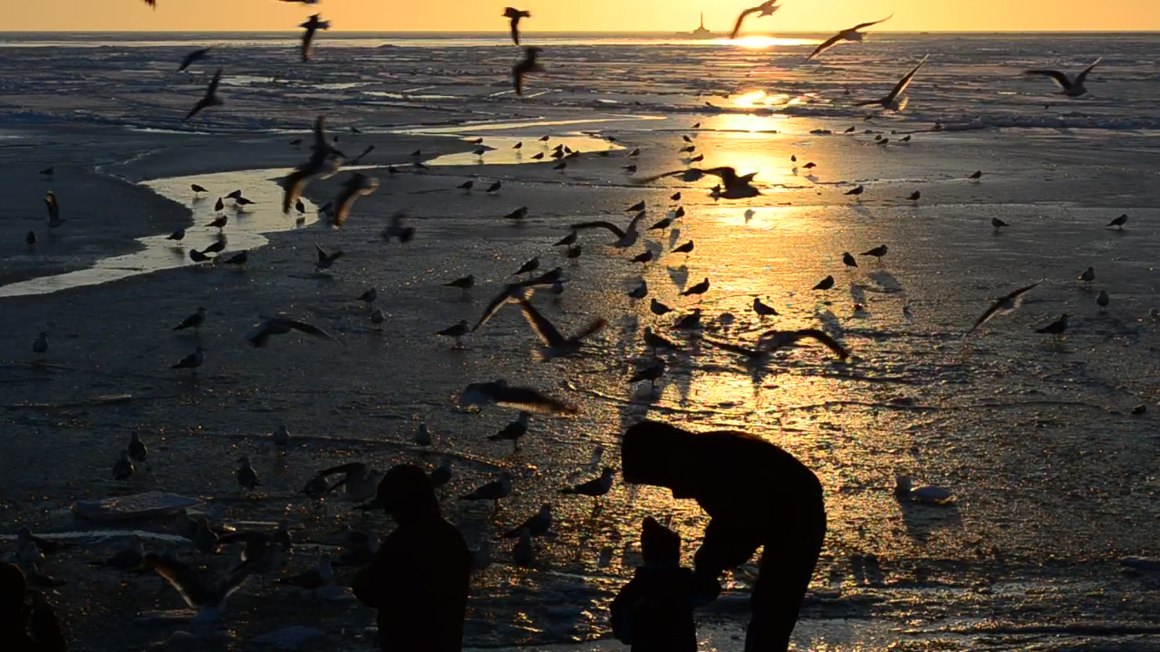 Family feeding birds at sunset, nature, sunset, family, silhouette, bird, child, care, and birds