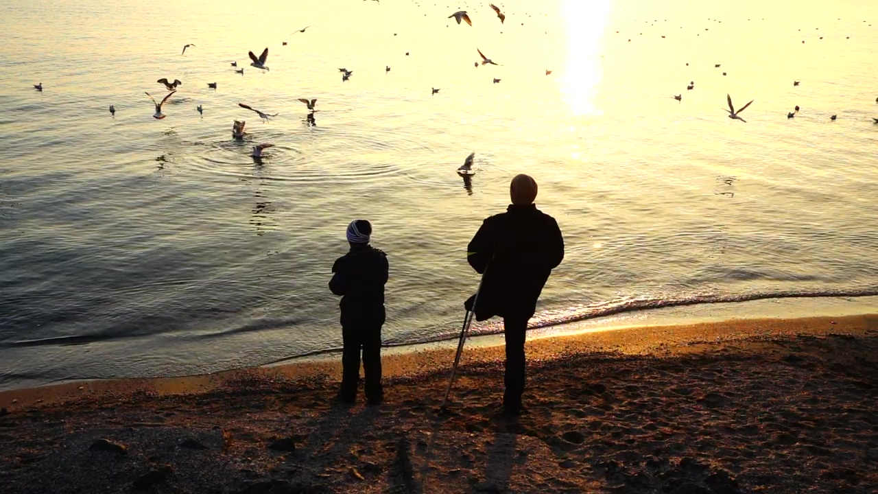 Father and son feeding seagulls on the shore of a lake, nature, lake, silhouette, bird, father, son, and dad
