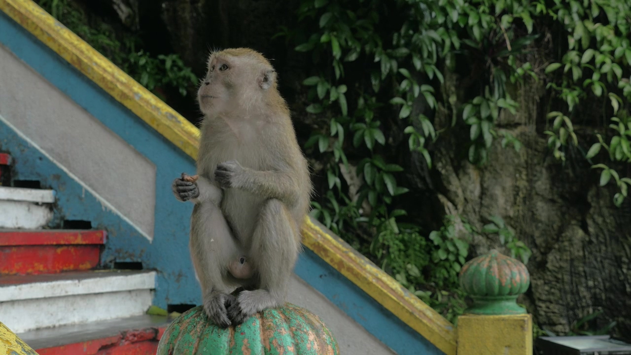 Feeding a monkey in malaysia, animal, malaysia, and monkey