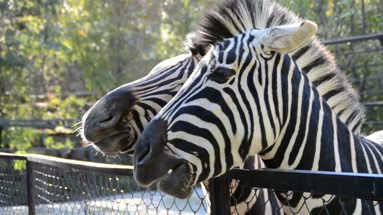 Feeding a zebra at a zoo, nature, animal, and zebra