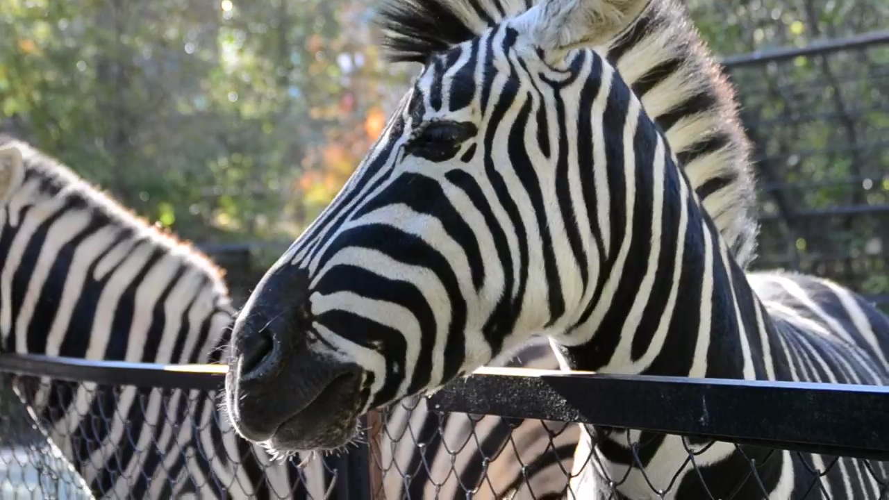 Feeding a zebra at the zoo, food, eating, and zebra