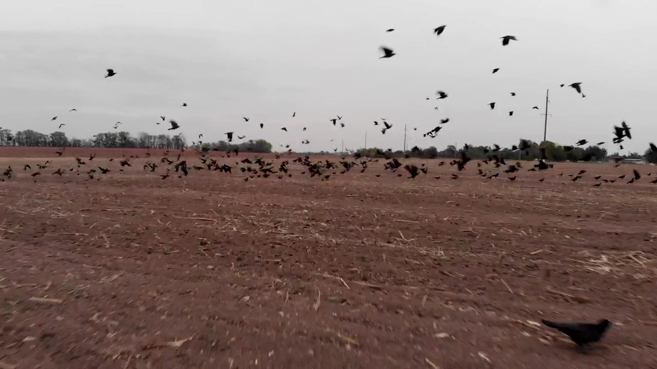Field for sowing with many crows taking off, animal, countryside, bird, agriculture, and birds