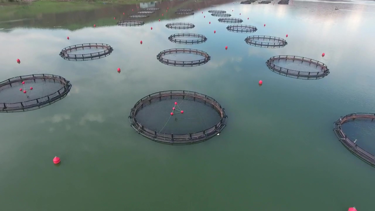 Fish farm in the lake, lake, agriculture, and fish