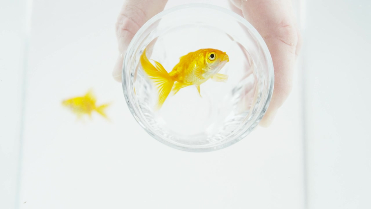 Fish in a glass #animal #hand #white background #glass #fish