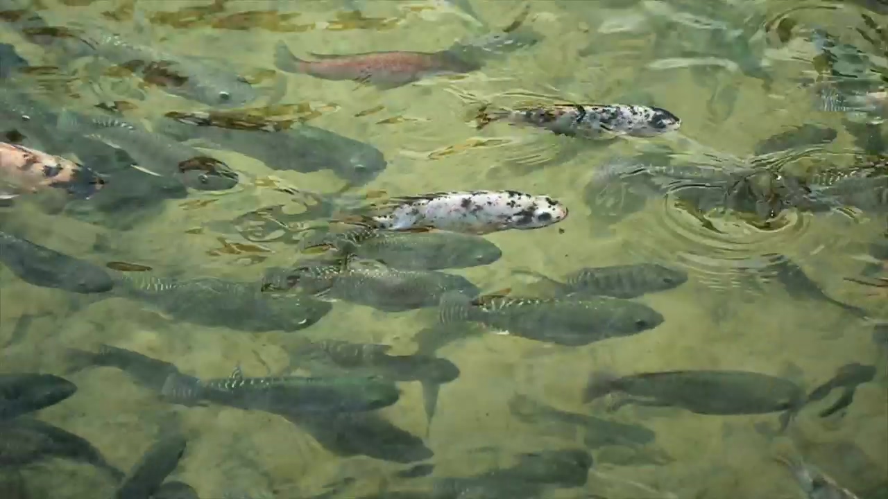 Fish swimming along in a pond, animal, fish, and swimming