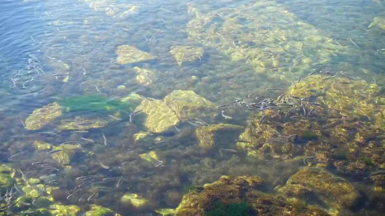 Fish swimming in the shallows, ocean, fish, and swimming
