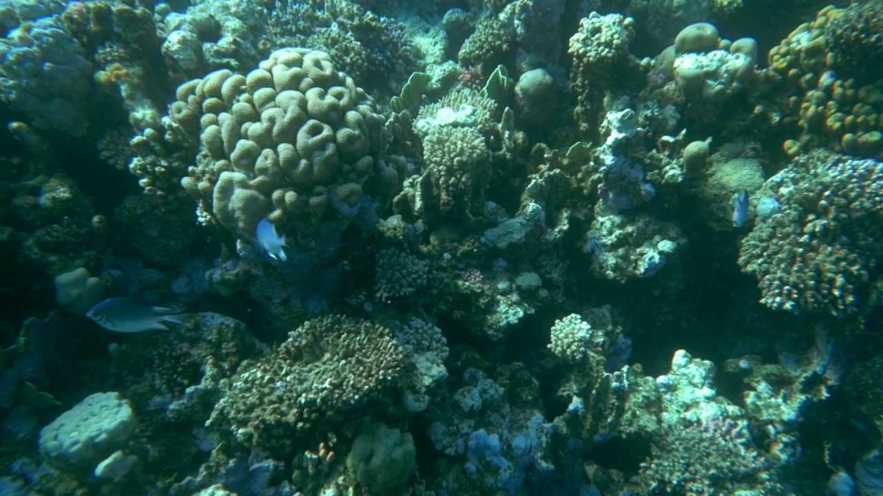 Fish swimming over a reef, fish, swimming, and coral